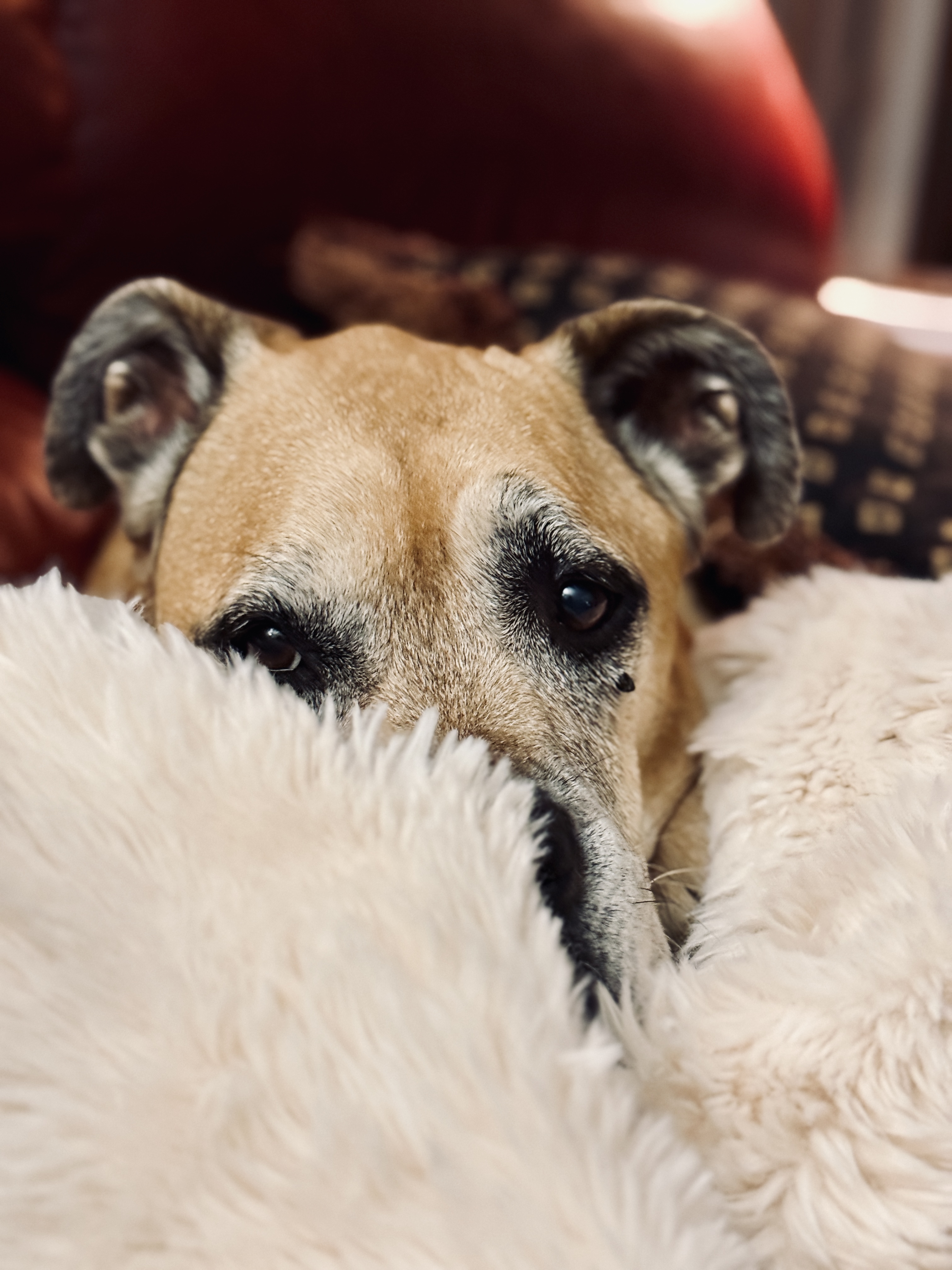 Layla the dog